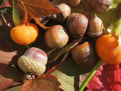 Tree plant fruit leaf Photo