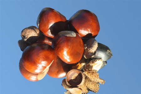 Branch plant fruit leaf Photo