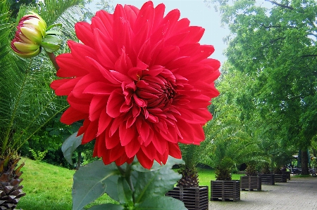 Plant flower red autumn Photo