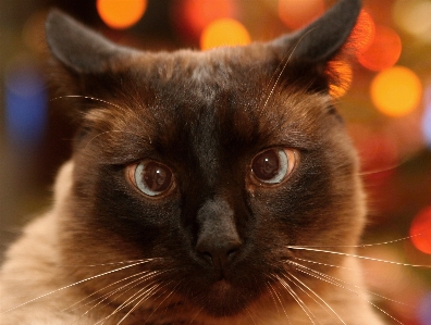 Foto Animal bonitinho bicho de estimação pelagem