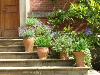 Plant flower steps backyard Photo