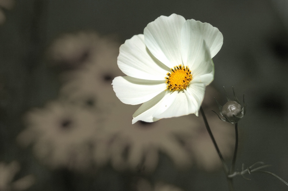 Natura fiore bianco e nero
 pianta