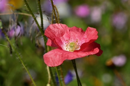 Nature blossom plant meadow Photo