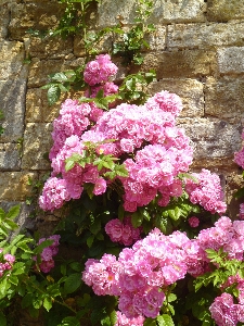 Blossom plant stem leaf Photo