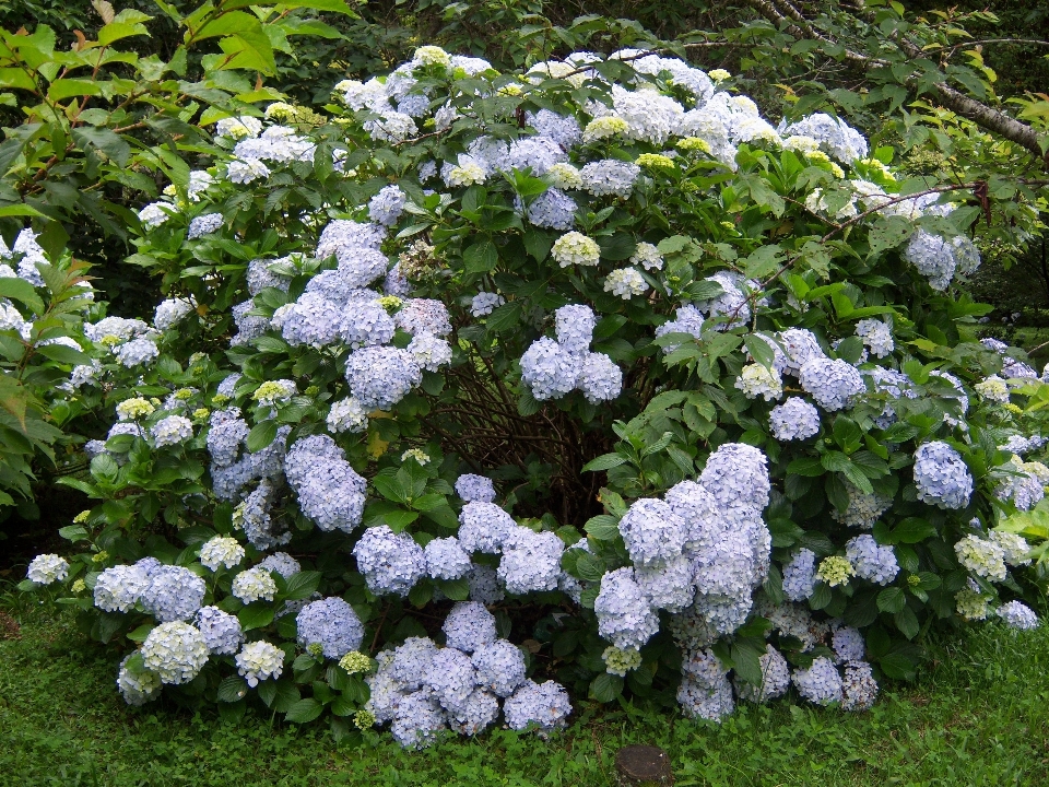 Usine fleur jardin hortensia