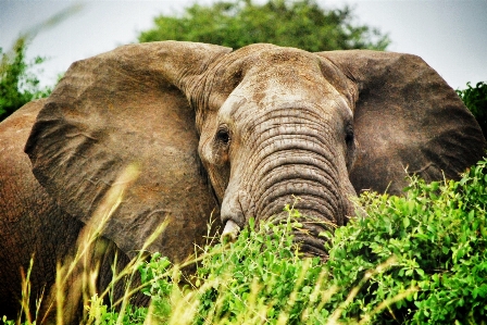 Animal wildlife jungle africa Photo