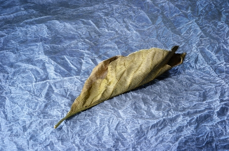 Photo Oiseau aile lumière feuille