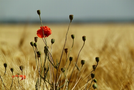 Nature grass blossom plant Photo