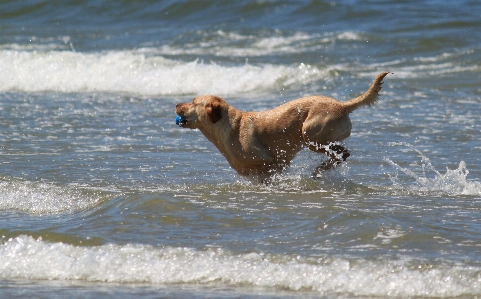 Beach sea coast water Photo