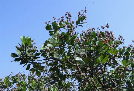 Foto Pohon alam cabang mekar