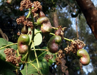 Foto árvore filial plantar fruta