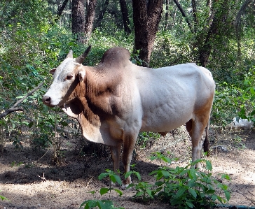 Forest grass outdoor farm Photo