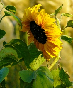 Blossom plant field sunlight Photo