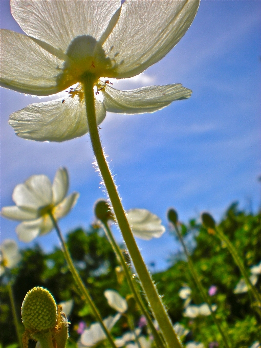 Naturaleza florecer planta blanco