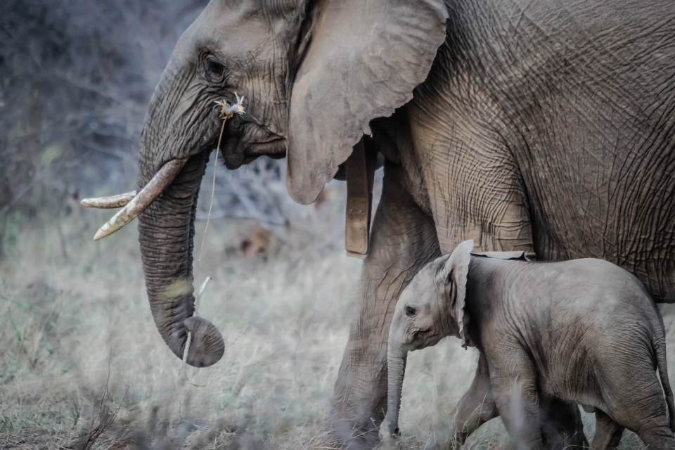 Animais selvagens jardim zoológico África mamífero