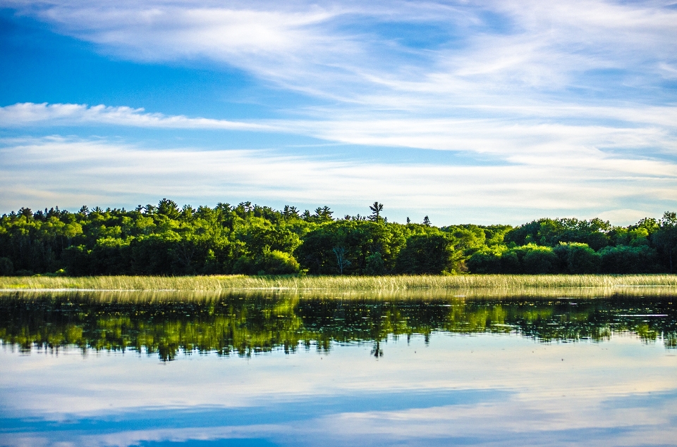 Landscape tree water nature