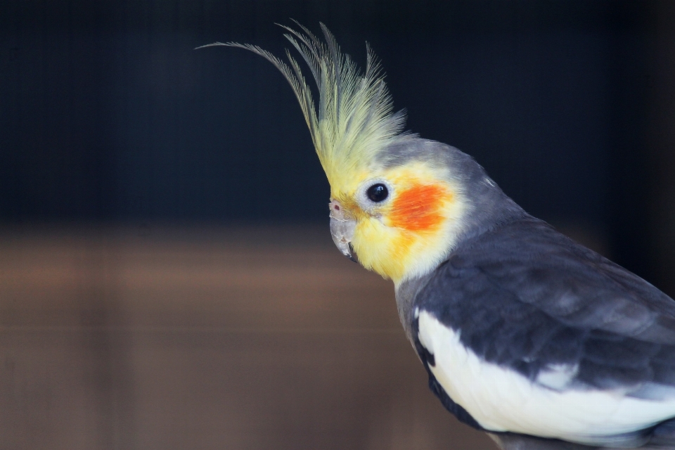 自然 アウトドア 荒野
 鳥