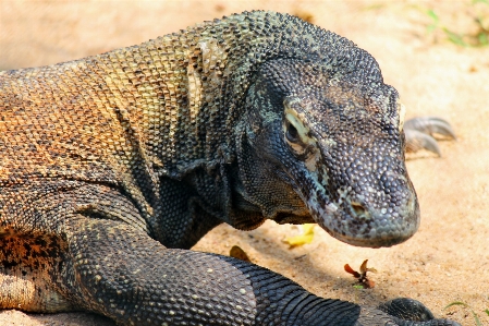 자연 야생 동물 비열한 fauna 사진