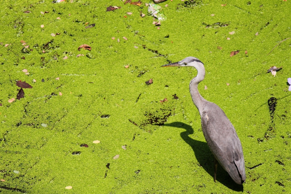 Eau nature herbe extérieur