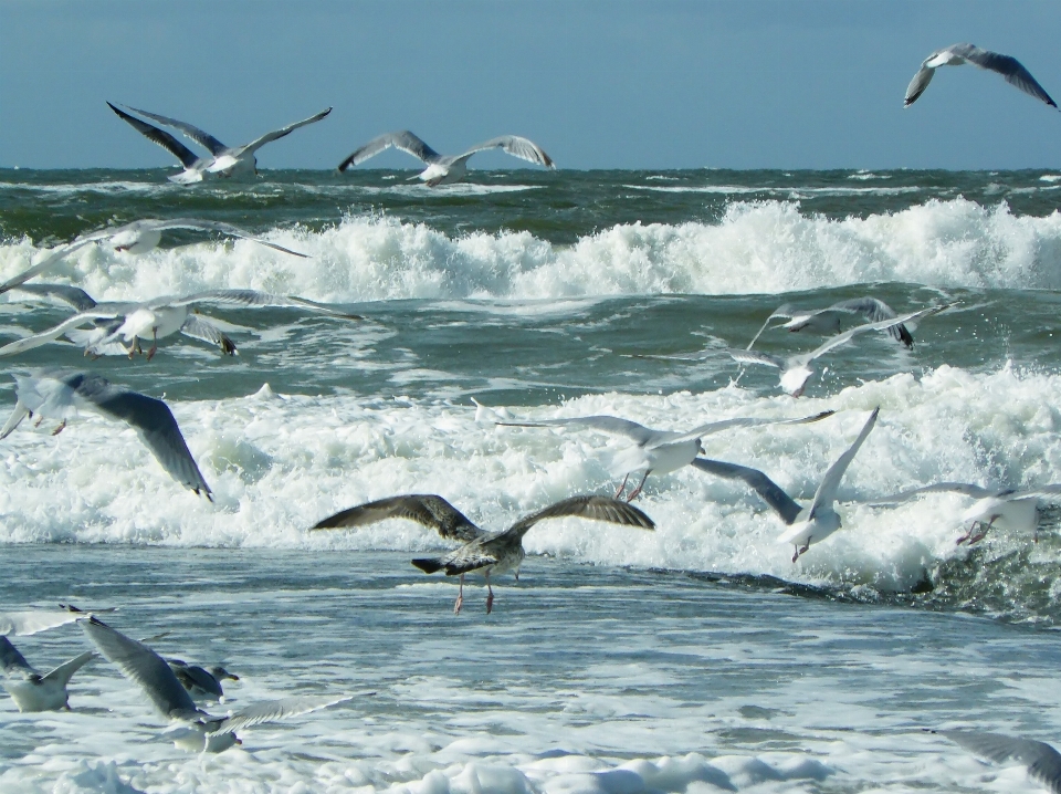 Praia paisagem mar água