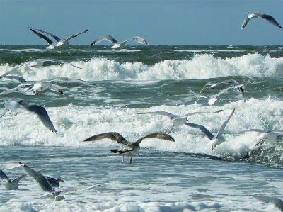 Foto Praia paisagem mar água