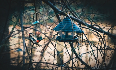 Tree nature branch bird Photo