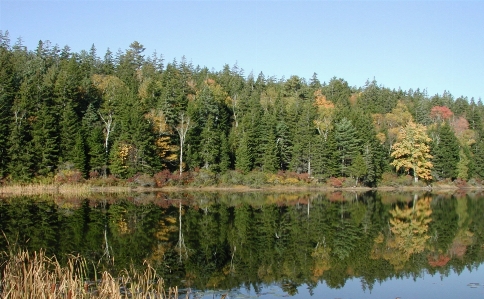 Zdjęcie Drzewo woda natura las