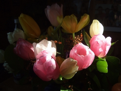 Blossom plant flower petal Photo