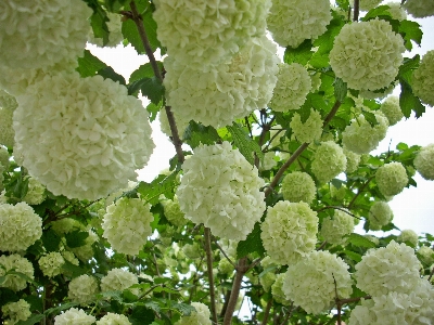 Blossom plant flower bloom Photo