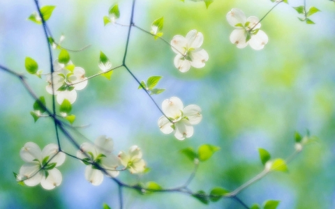 木 自然 森 ブランチ 写真