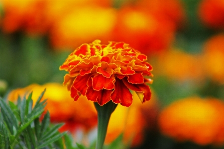 自然 花 植物 葉 写真