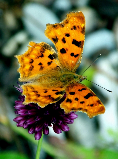 Natur blüte flügel anlage