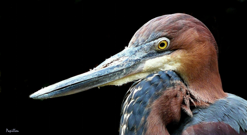 Nature bird wing view