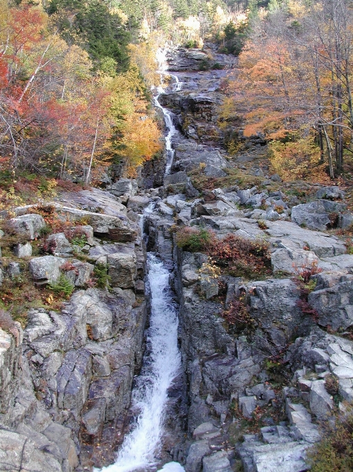 Albero acqua natura foresta