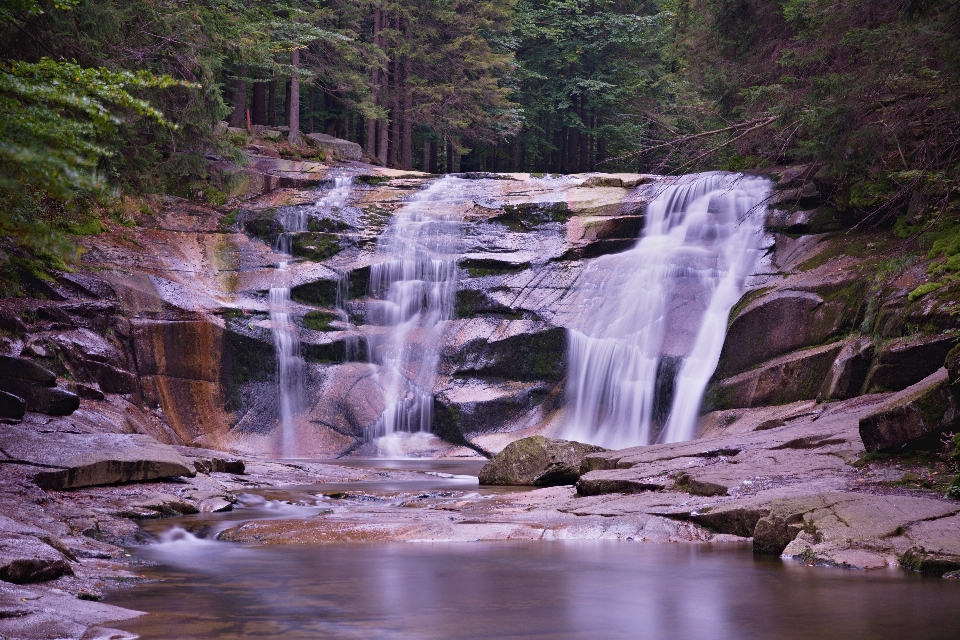 Paesaggio acqua natura foresta