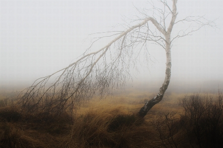 Zdjęcie Krajobraz drzewo natura trawa