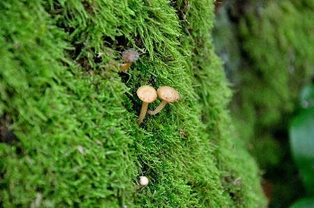 Tree nature forest grass Photo