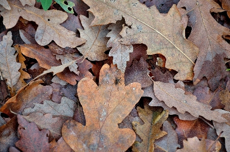 Baum natur wald zweig Foto