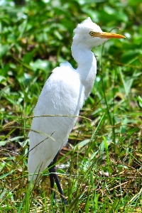 Nature bird wing white Photo