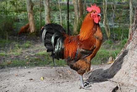 鳥 農場 動物 見ている 写真