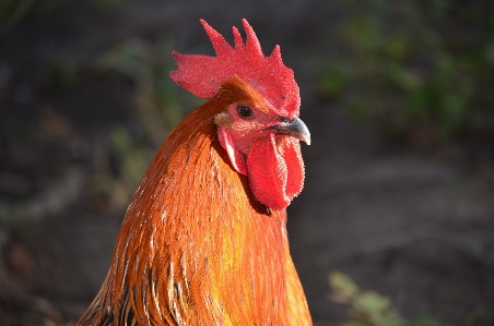 Vogel bauernhof tier männlich Foto