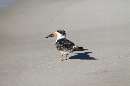 Foto Praia natureza ar livre areia