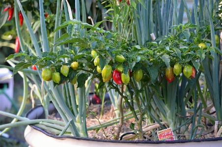 Plant fruit flower food Photo