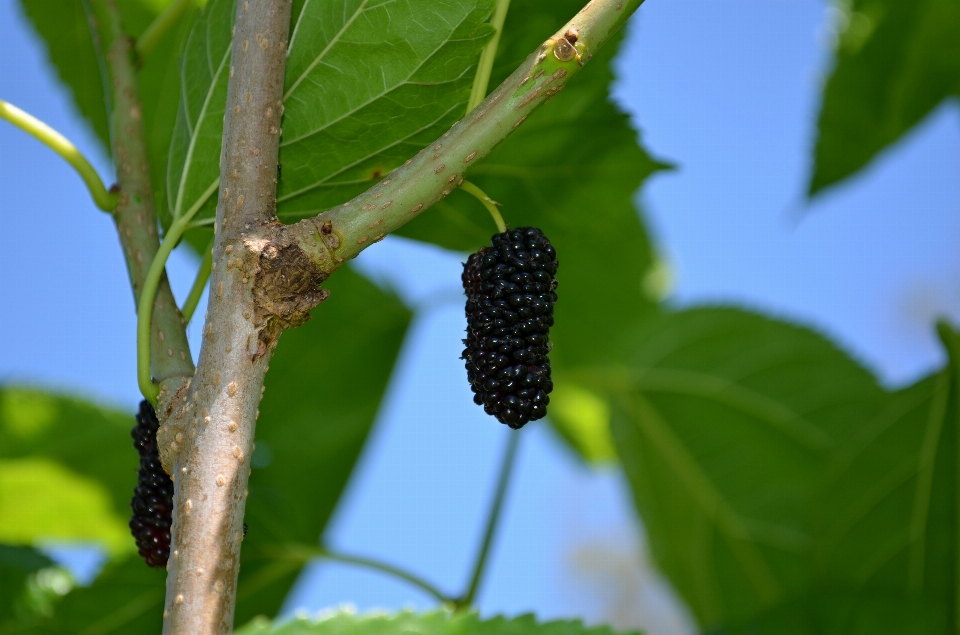 árbol naturaleza rama planta