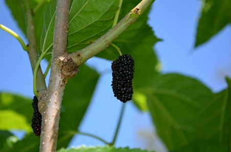 Tree nature branch plant Photo