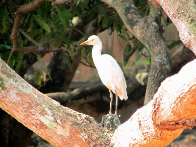 自然 アウトドア 荒野
 鳥 写真