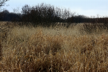 Nature grass marsh swamp Photo