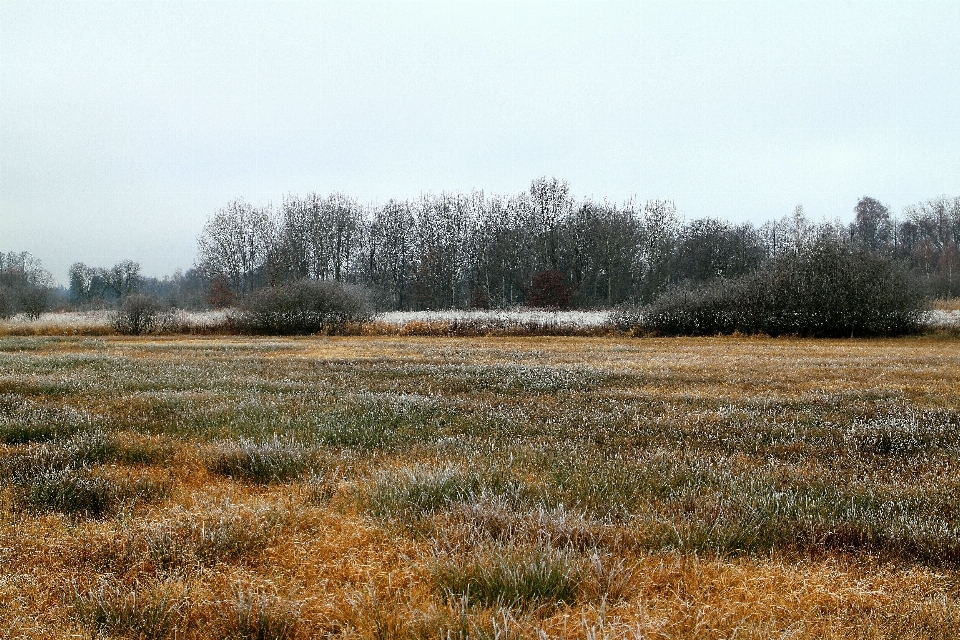 Pohon alam rumput rawa
