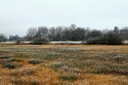 Tree nature grass marsh Photo