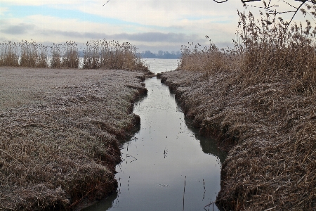 木 水 自然 沼地
 写真